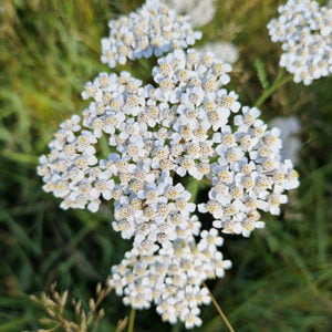 Elixir floral d'Achilée banche du Valais