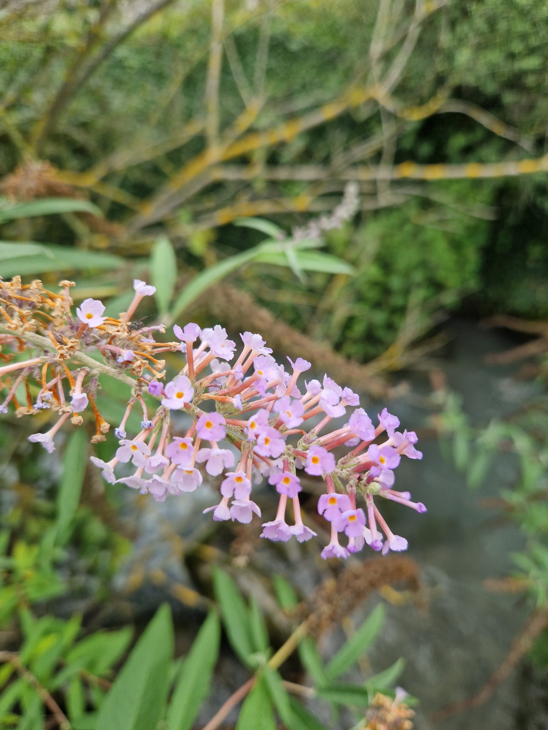 élixir floral de buddleja du Japon