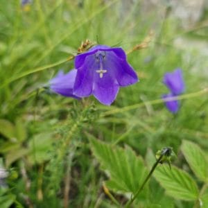élixir floral de campanule à feuille de losange