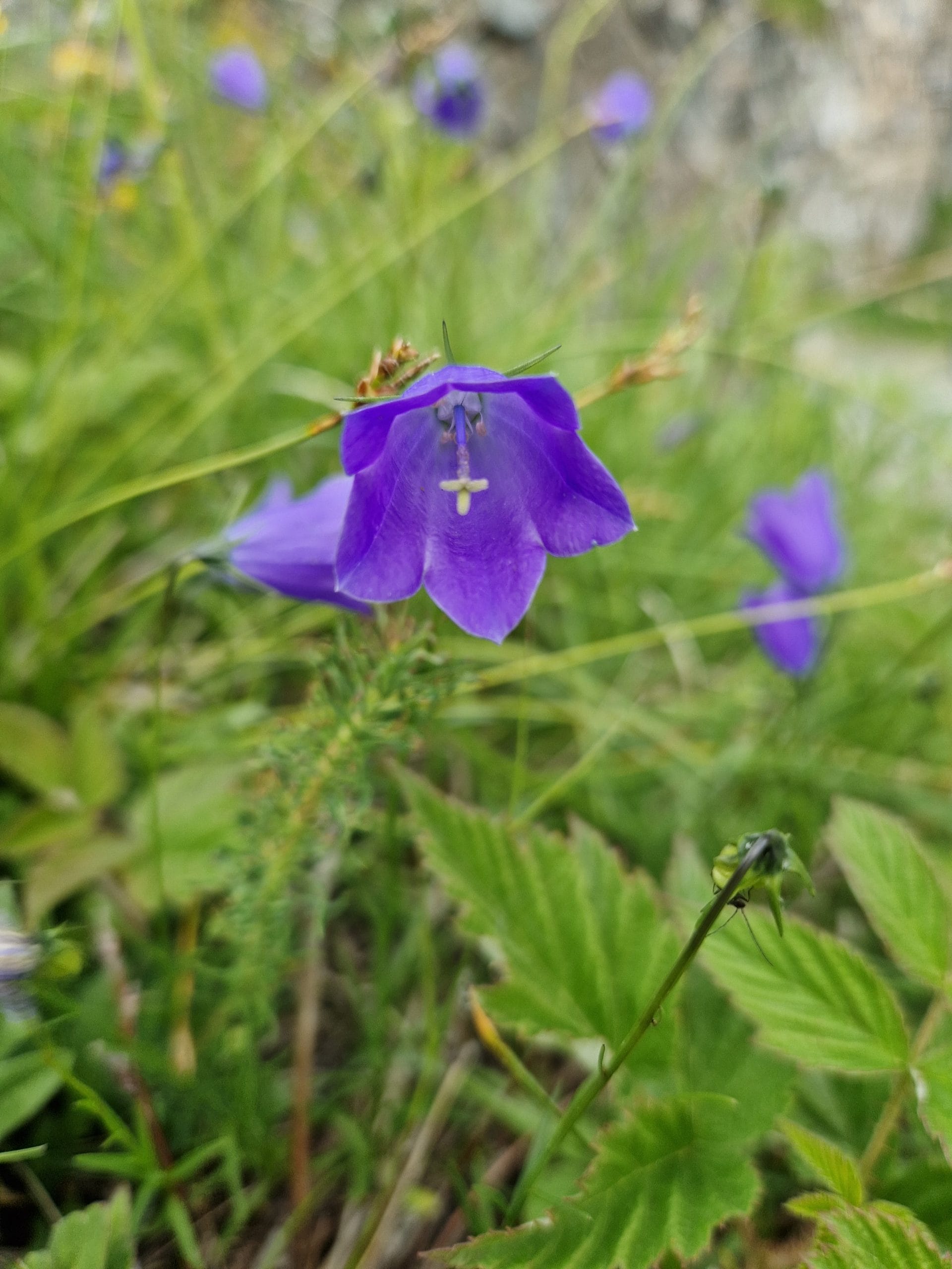 élixir floral de campanule à feuille de losange