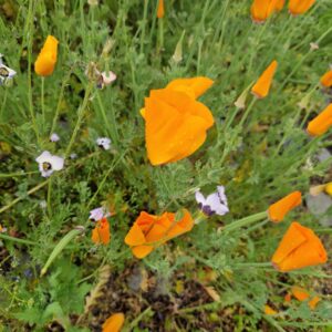 élixir floral d'escholtzia