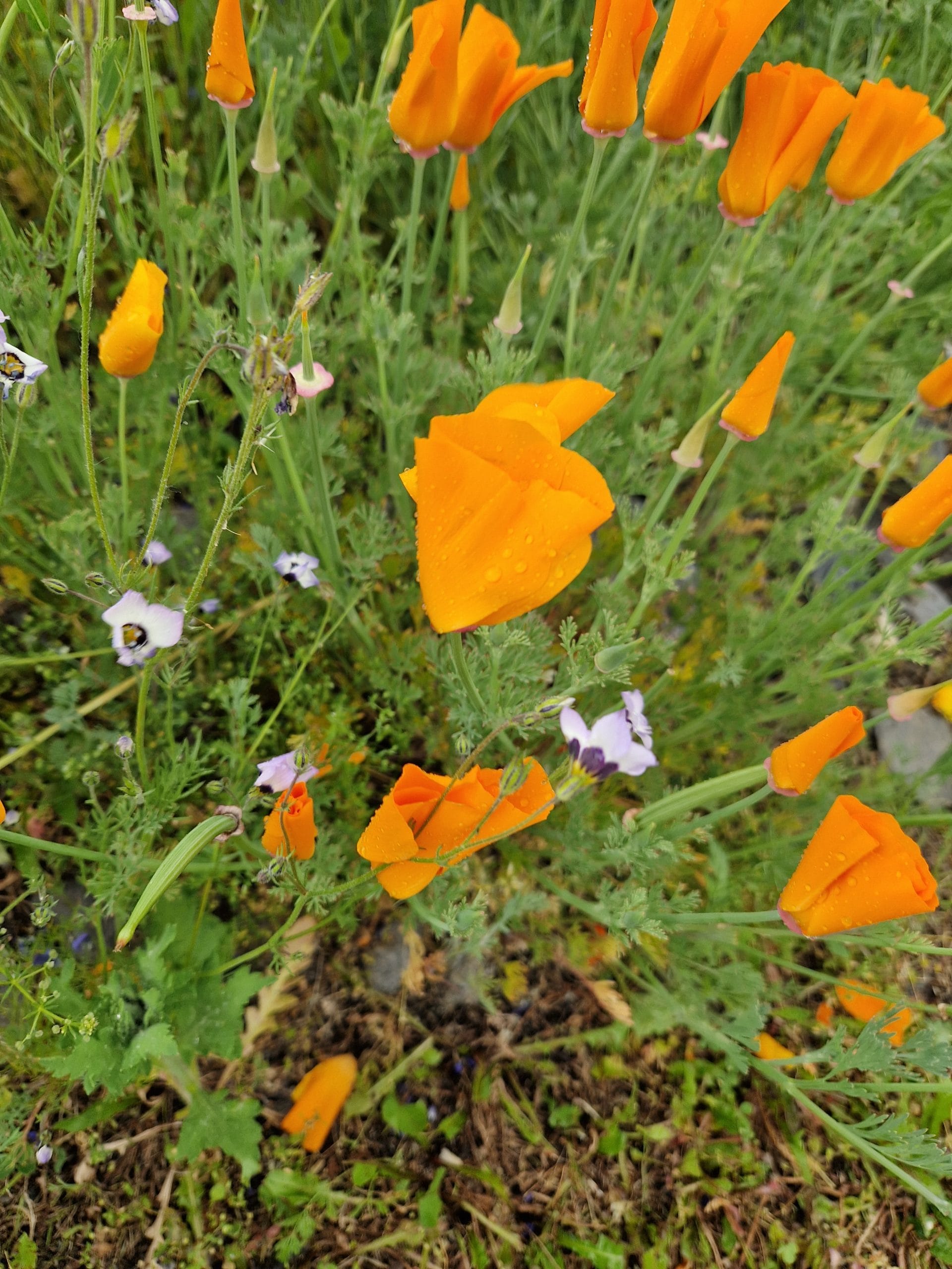 élixir floral d'escholtzia