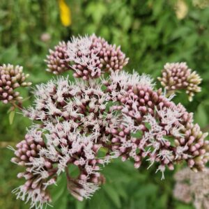 élixir floral d'eupatoire chanvrine