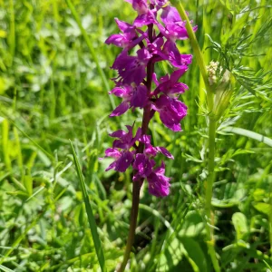 elixir floral d'orchis élevé