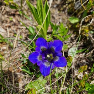 elixir-floral-gentiane de Koch