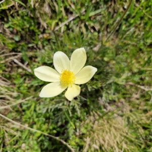 Elixir floral puslsatille des Alpes