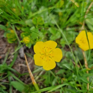 fleur de bach hélianthème Rock Rose 26