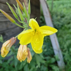 elixir floral d'onagre