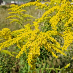 Verge d'or