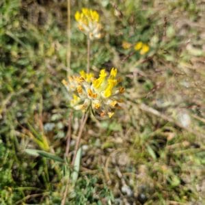 élixir floral de vulnéraire