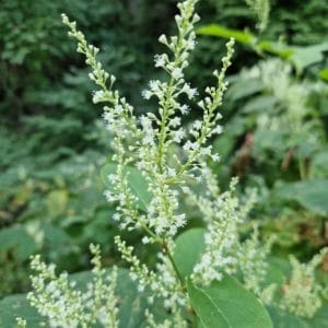 élixir floral- renouée du Japon