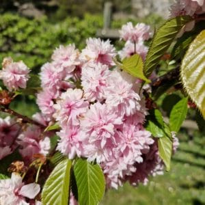 Elixir-floral-de-cerisier-du-Japon