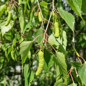 elixir floral de bouleau