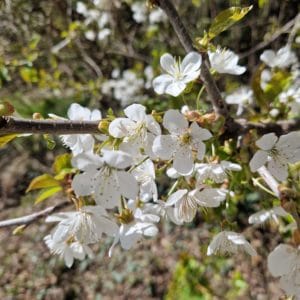 elixir-floral-de-cerisier-acide-des-Alpes