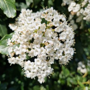 elixir floral de laurier tin