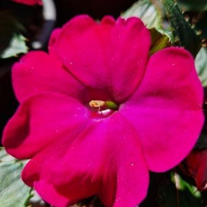 élixir floral impatiens-nouvelle guinée