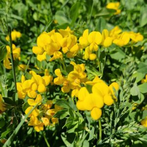 élixir floral de lotier corniculé