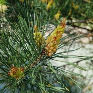 fleur de Bach Pin Sylvestre Pine 26