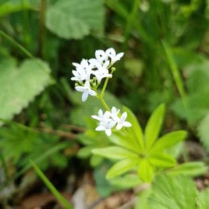 élixir floral d'aspérule odorante