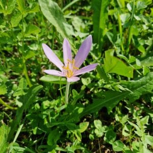 élixir floral de colchique