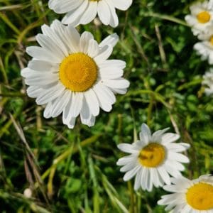 elixir floral de marguerite