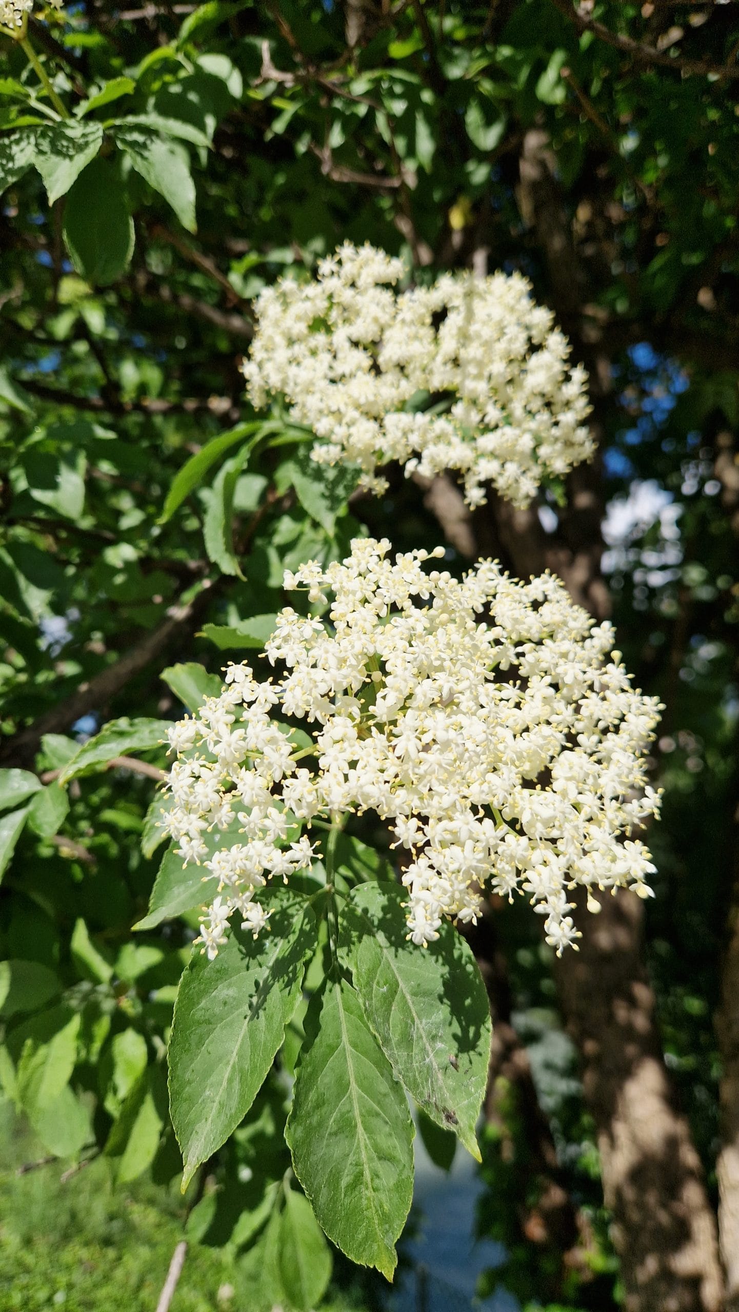 elixir floral de sureau blanc