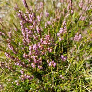 fleur de bach bruyère Heather 14
