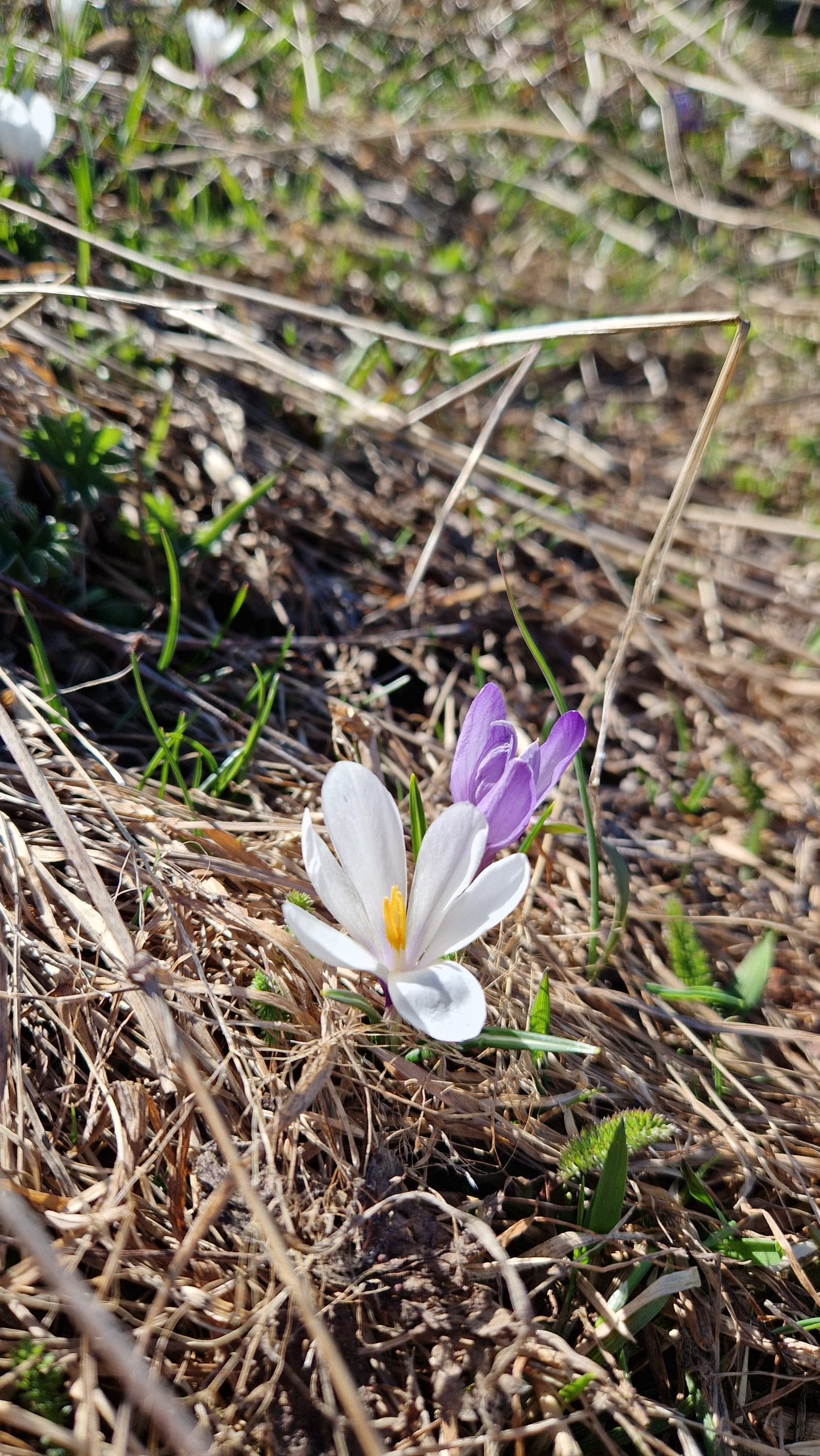 élixir floral de crocus printanier