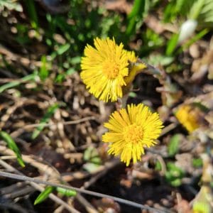 élixir floral de tussilage