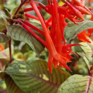 élixir floral de fuchsia