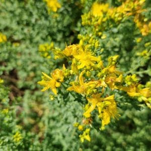 élixir floral de millepertuis