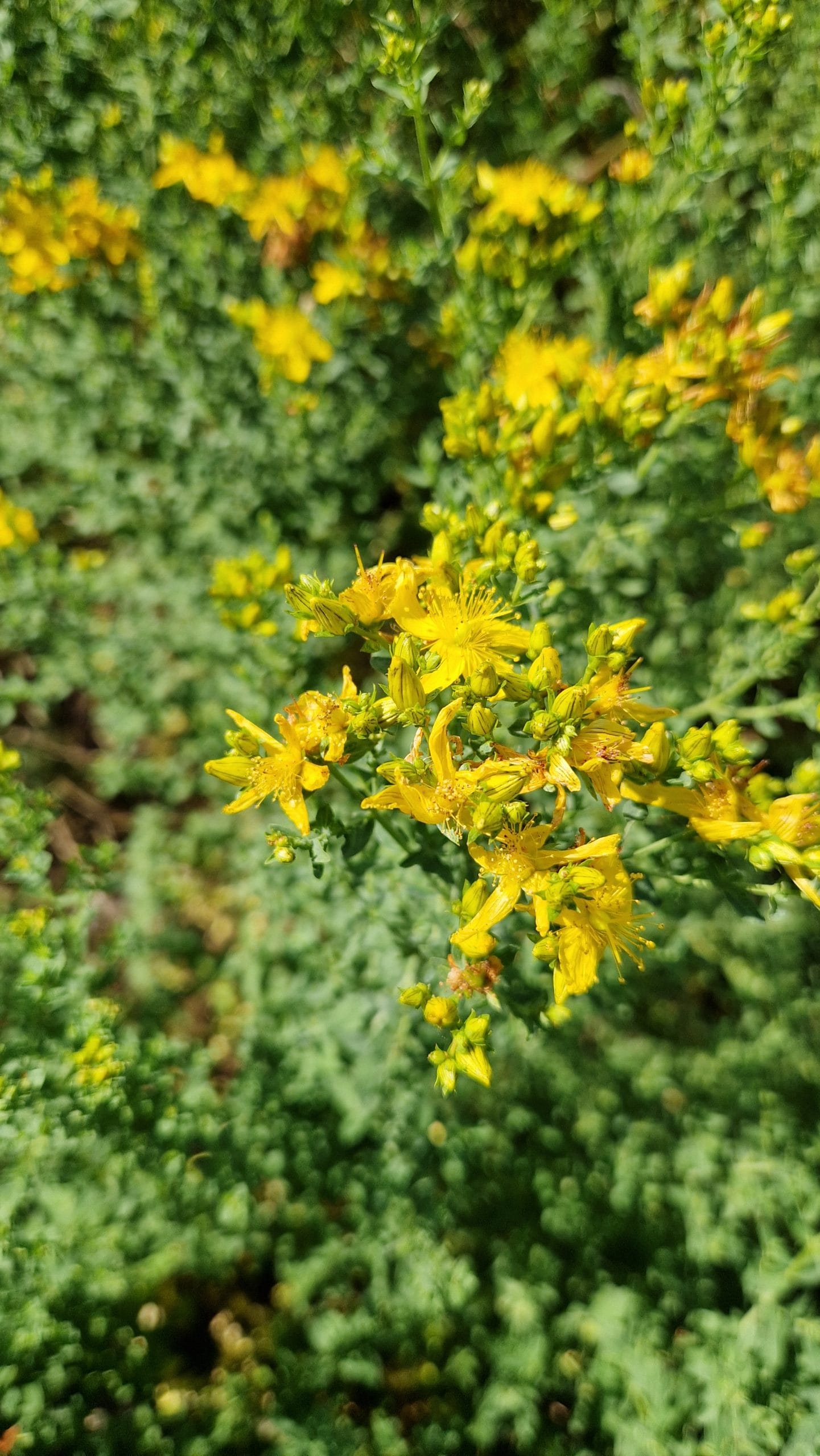 élixir floral de millepertuis