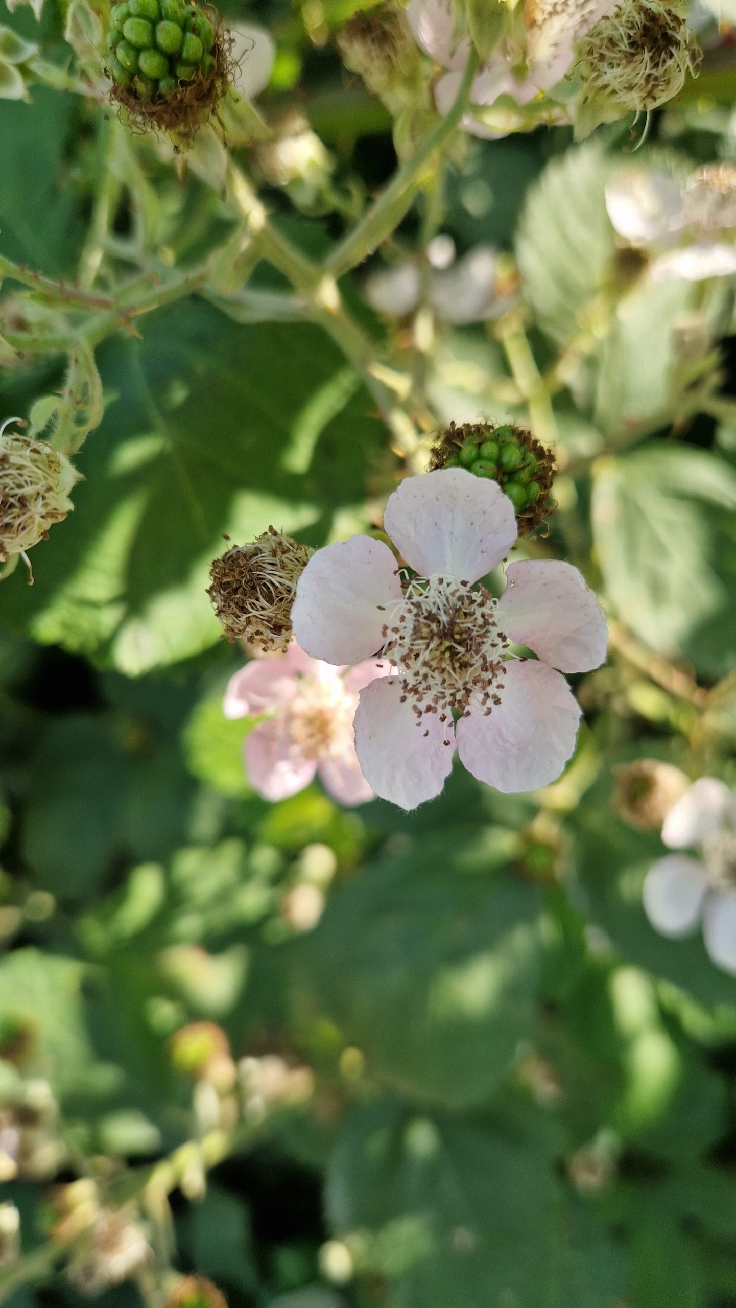 élixir floral de mûre sauvage