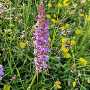 élixir floral orchis moucheron