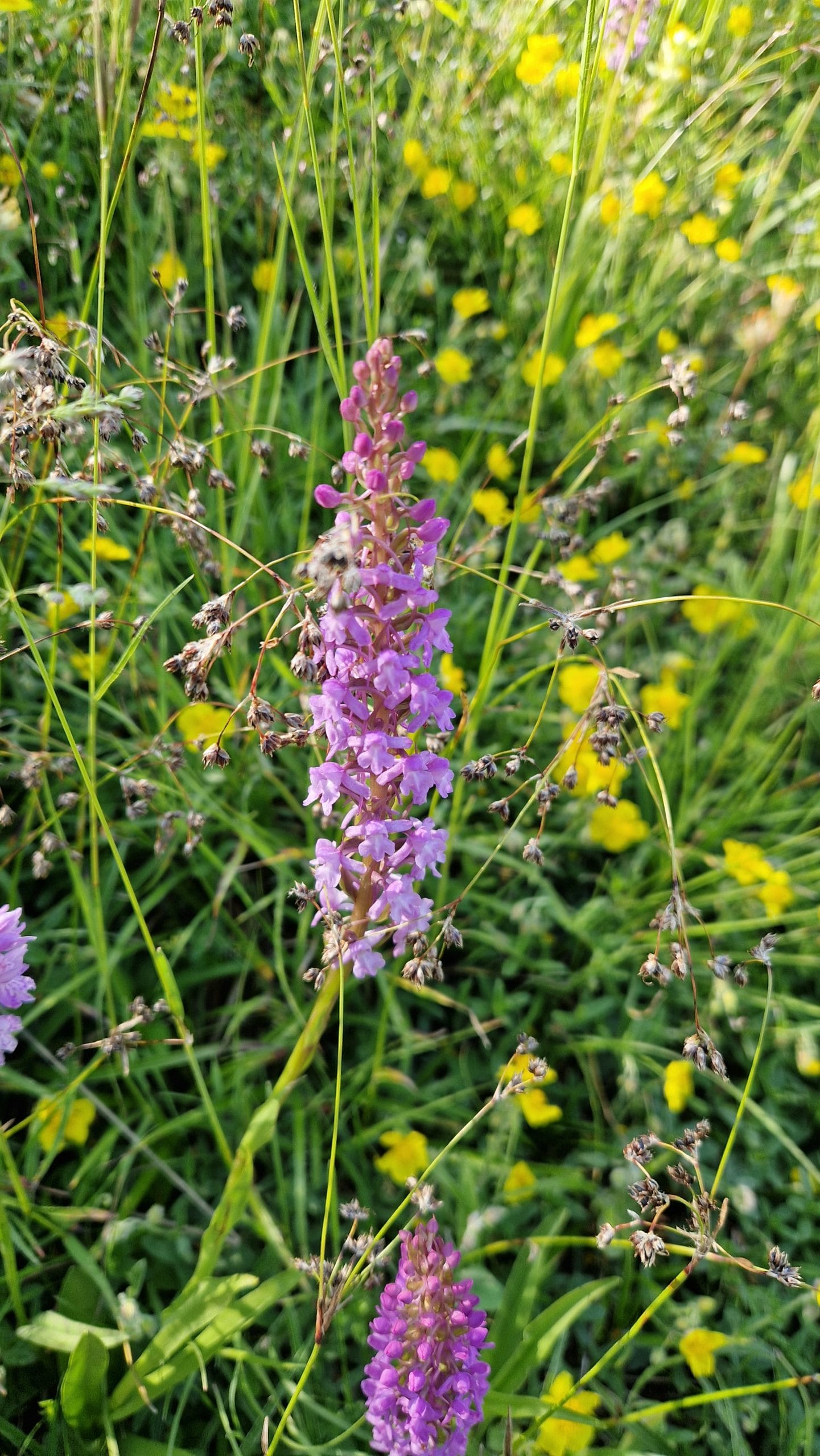 élixir floral orchis moucheron