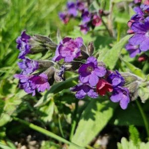 élixir floral pulmonaire des montages