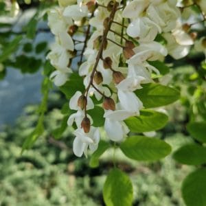 élixir floral de robinier