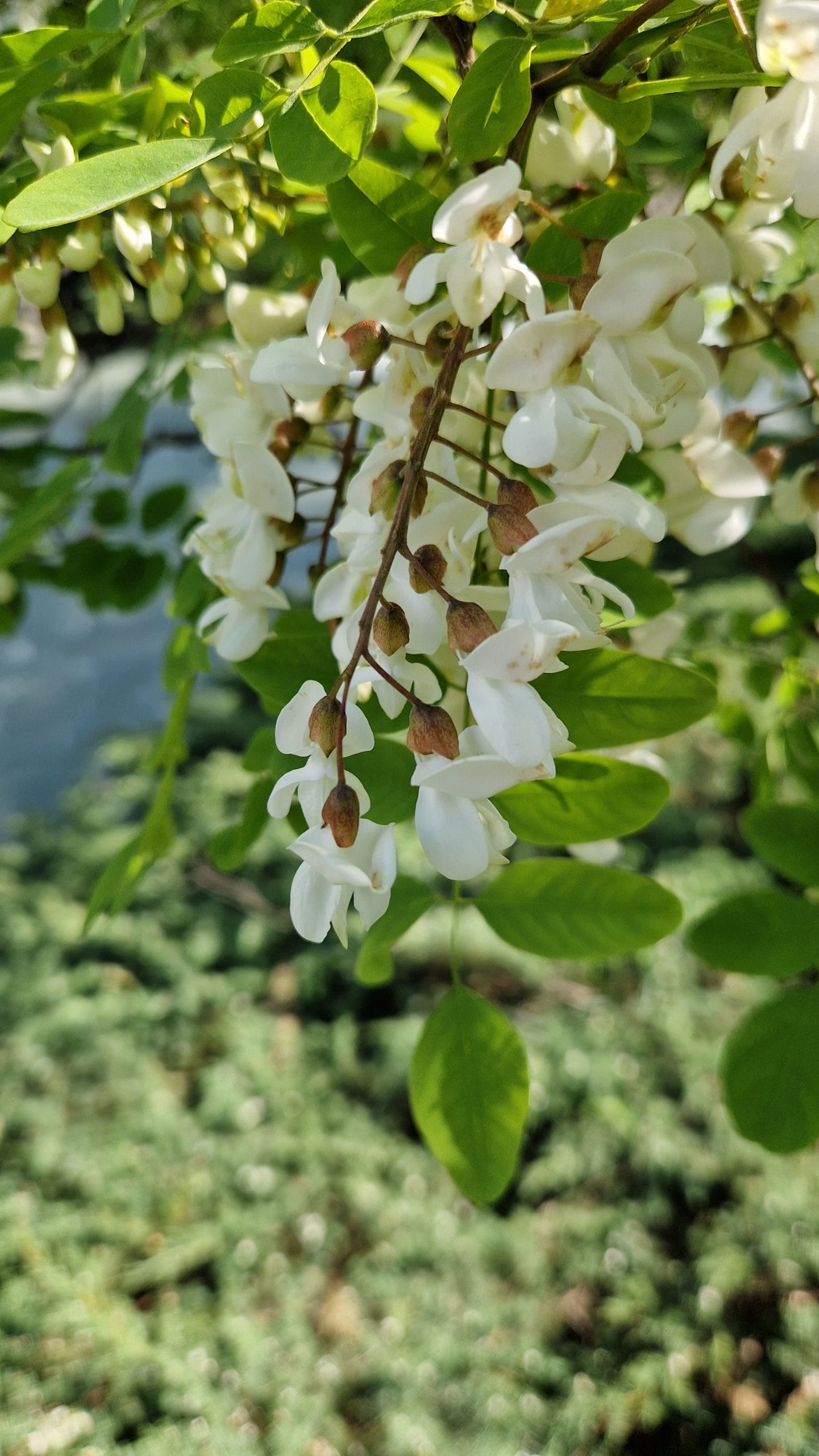 élixir floral de robinier