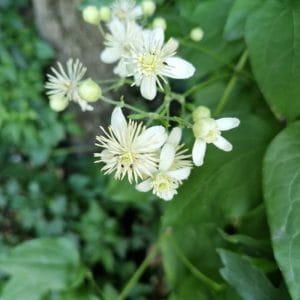 fleur de Bach clematis clématite 9