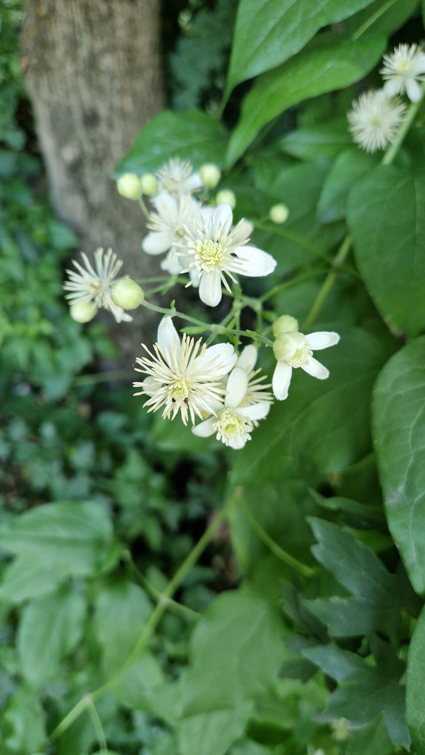 fleur de Bach clematis clématite 9