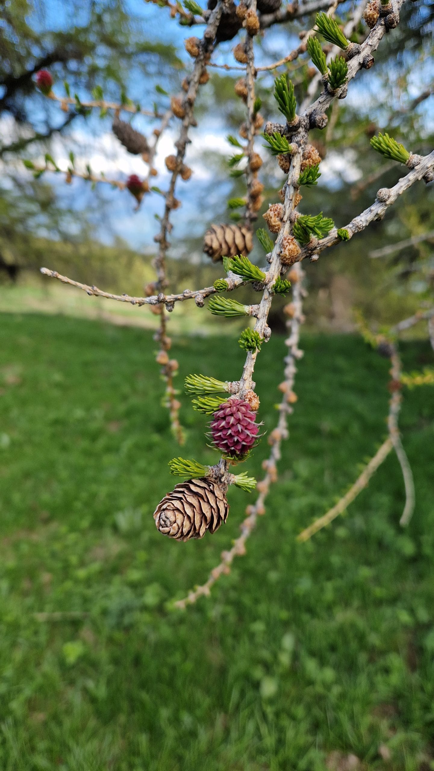 fleur de bach mélèze Larch 19