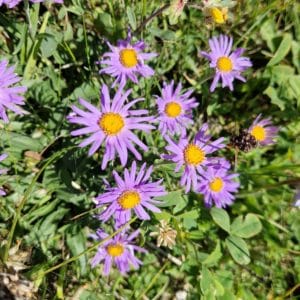 élixir floral aster des alpes