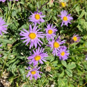 élixir floral aster des alpes