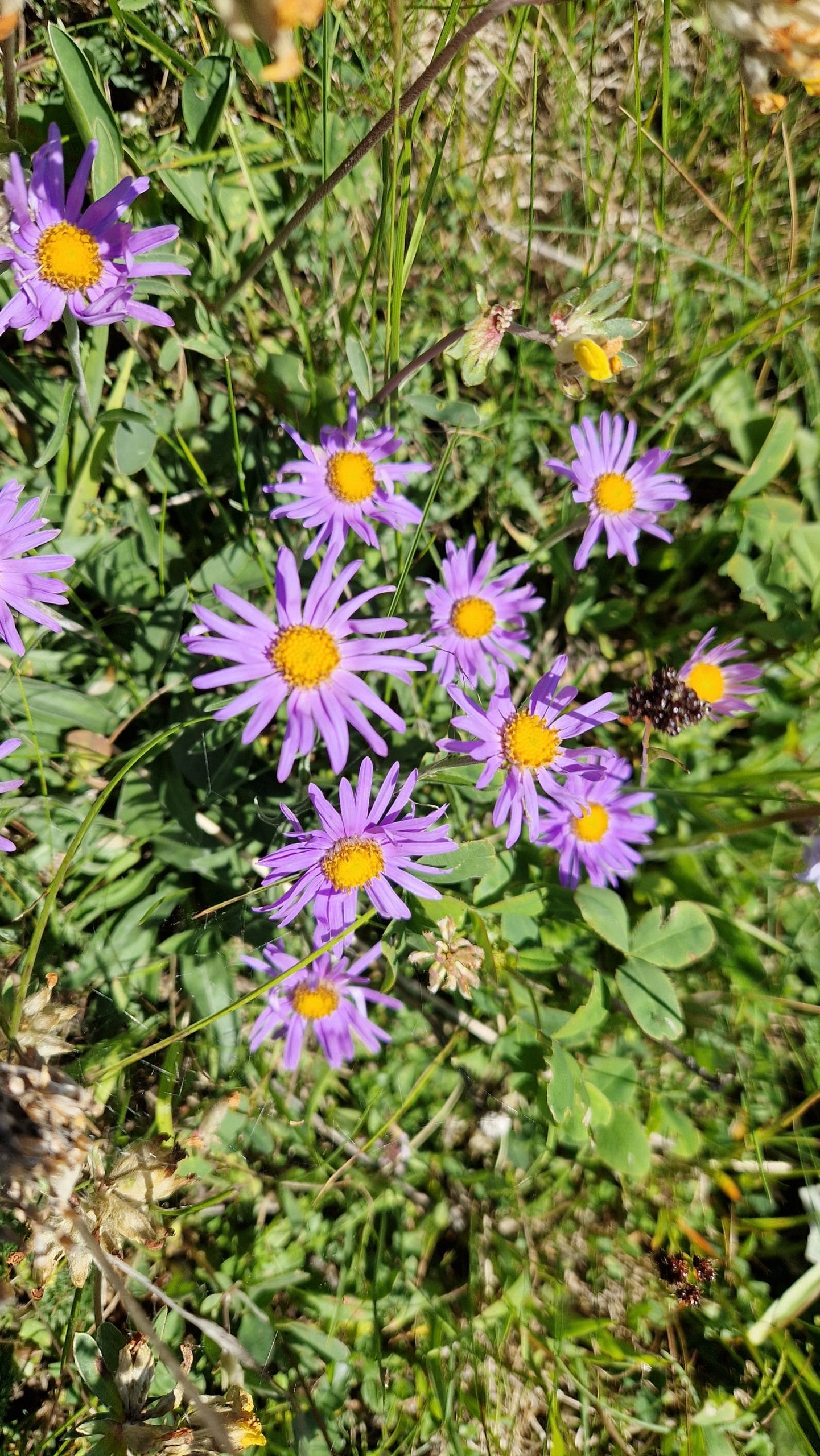 élixir floral aster des alpes