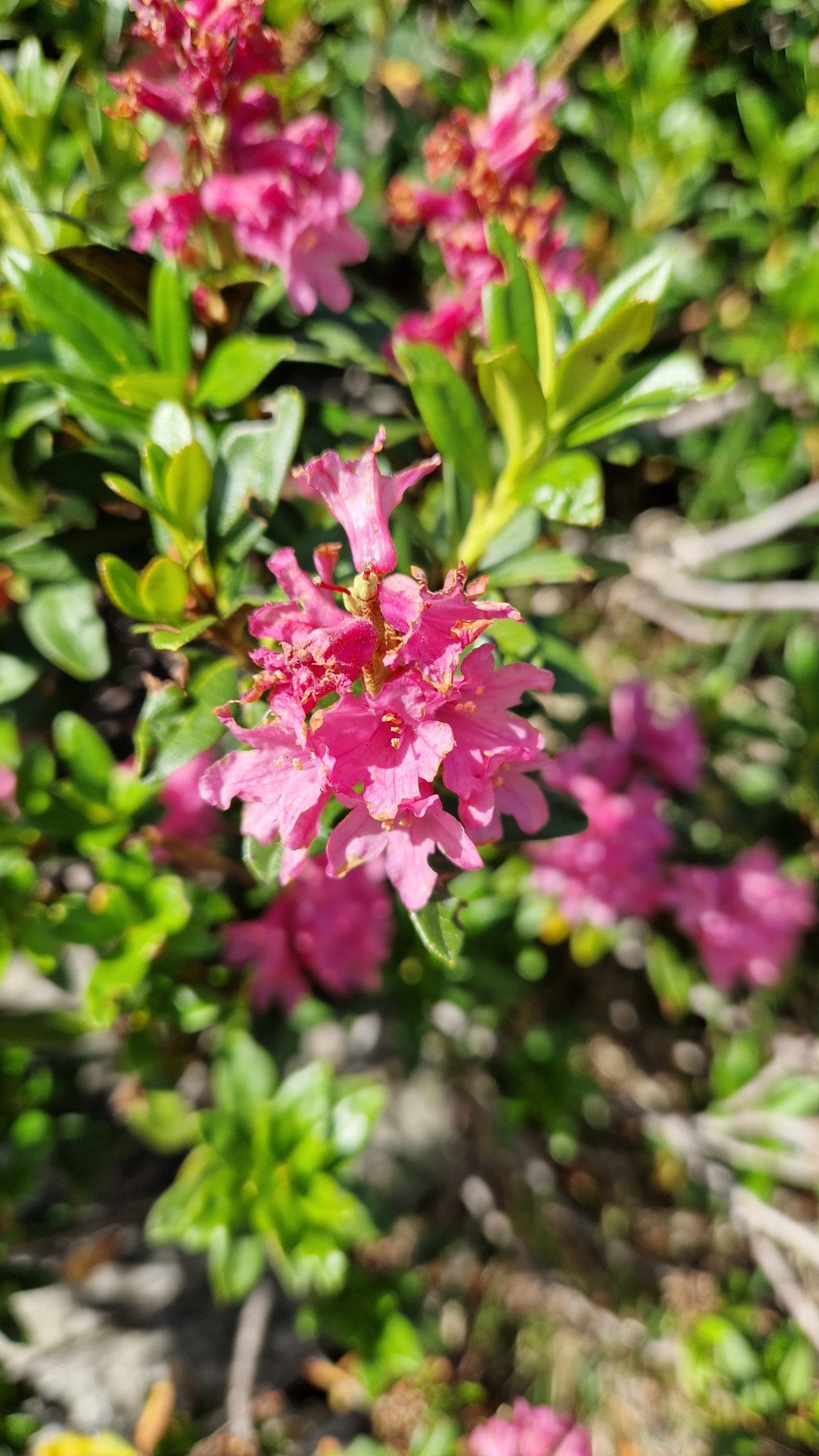 élixir floral de rhododendron