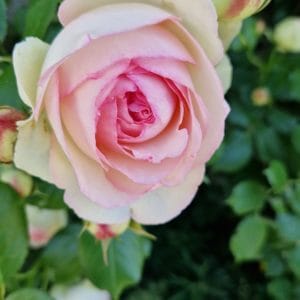 élixir floral rosa luciae