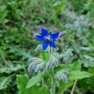 élixir floral de bourrache